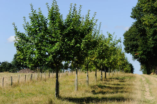 Agroforestry