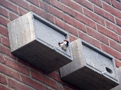 Soortenmanagementplan stelt biodiversiteit voorop