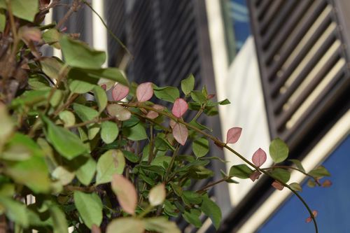  Op zoek naar de waarde van groen