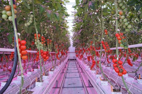 Nieuwe generatie led goed voor energie én tomaat