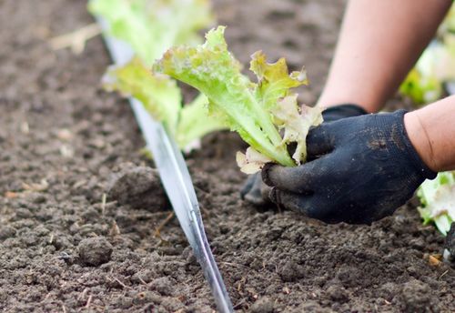Zoveel burgerinitiatieven zijn er