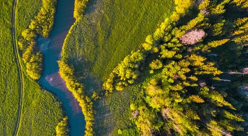 Kleine bossen biodiverser dan grotere bossen