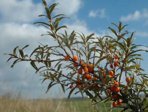 Behaarde bladeren en zwetende bomen