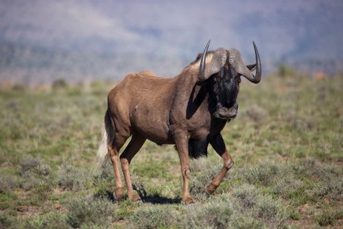 Herstel populatie zoogdieren dringt opwarming aarde terug