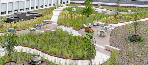 Half miljoen voor groen-blauwe daken in Amsterdam