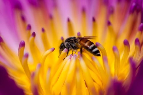 Groene burgerinitiatieven krijgen subsidie