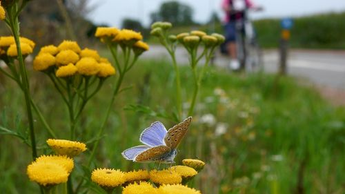 Van strak gemaaid gazon naar ruige bloemenvelden