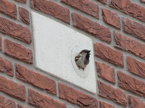 Van ambitie naar handvatten: Toolbox Natuurinclusief Bouwen