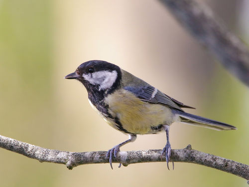 Behoud van natuur zo normaal als glas in de glasbak