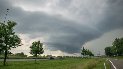 Deze 80 klimaatbomen werken in de stad