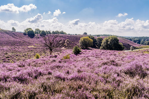Ook zonder landbouw te veel stikstof in natuurgebieden