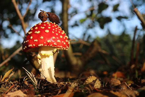 Tiny Forests trekken 595 plant- en diersoorten aan