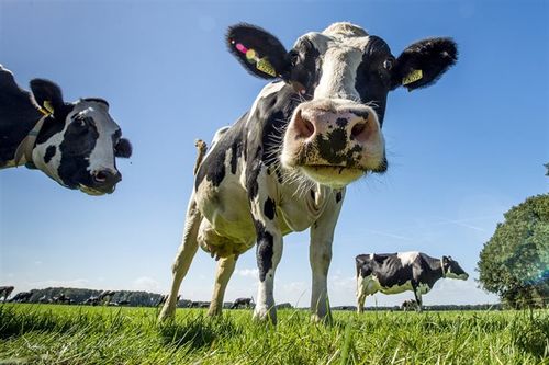 Lichte verbetering Nederlandse luchtkwaliteit in 2018