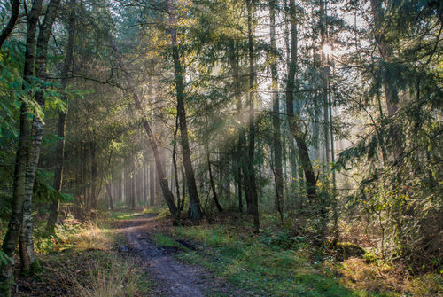 Veluwe mogelijk deels op slot voor biodiversiteit