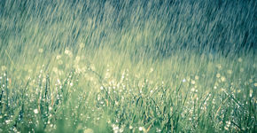 Sponstuin Rotterdam in strijd tegen klimaatverandering